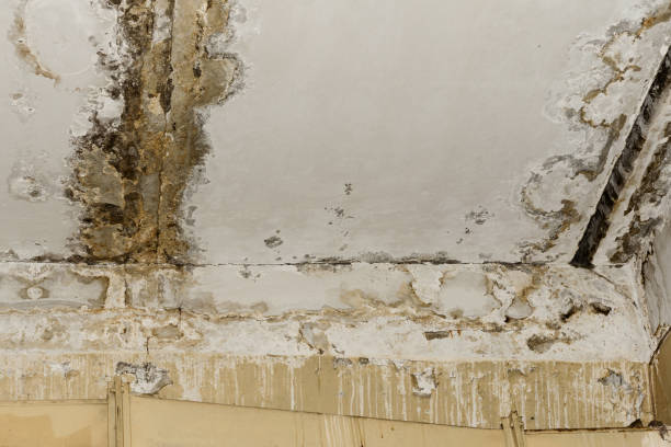 Best Mold Documentation for Insurance Claims  in South St Paul, MN