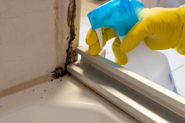 Best Asbestos and Lead Testing During Mold Inspection  in South St Paul, MN